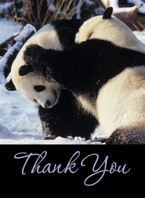 Panda Thank You Cards Photograph by Chris Scroggins