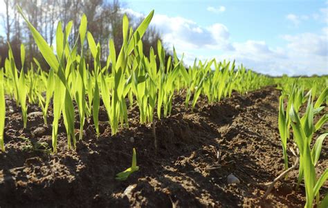 Best Cover Crops For Clay Soil: Fixing Clay Soil With Cover Crops ...