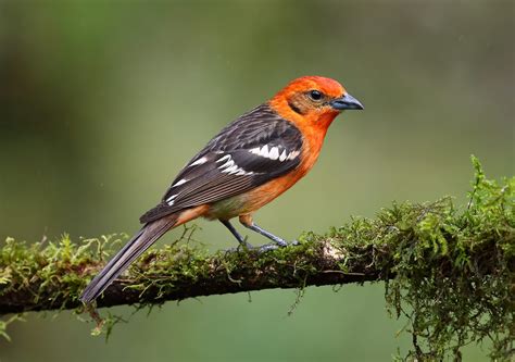 Where to Find Flame-Colored and Hepatic Tanagers - Birds and Blooms