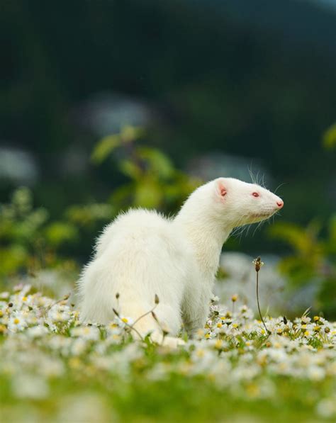 Ferret Names: Over 250 of the Best Names For Ferrets