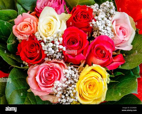 Bouquet of beautiful red, yellow and pink and white roses Stock Photo ...