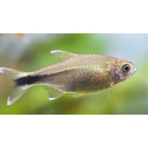 SILVER TIP TETRA – FISH HUT AQUA AND PET SUPPLIES