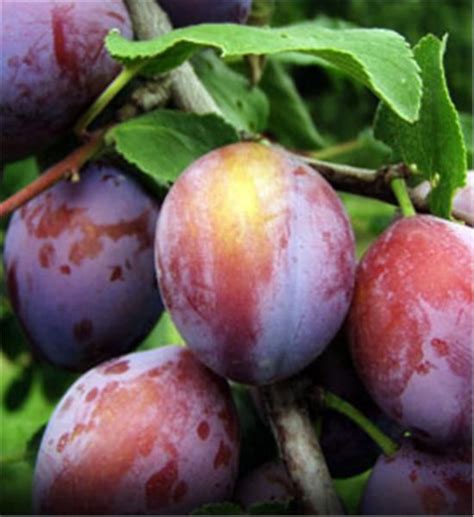 Damson Plum | Damson plum, Plum tree, Fast growing trees