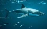 The Great White Shark attacks: The Great White Shark habitat