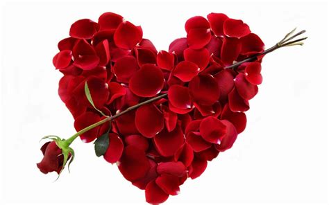 Valentine's Day Roses Wallpapers - Top Free Valentine's Day Roses Backgrounds - WallpaperAccess