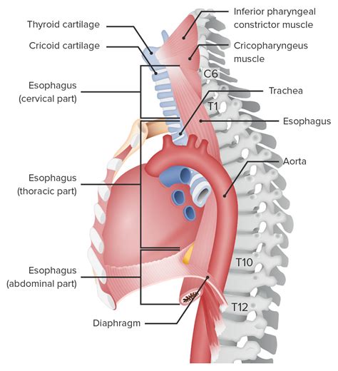 Esophagus: Anatomy | Concise Medical Knowledge