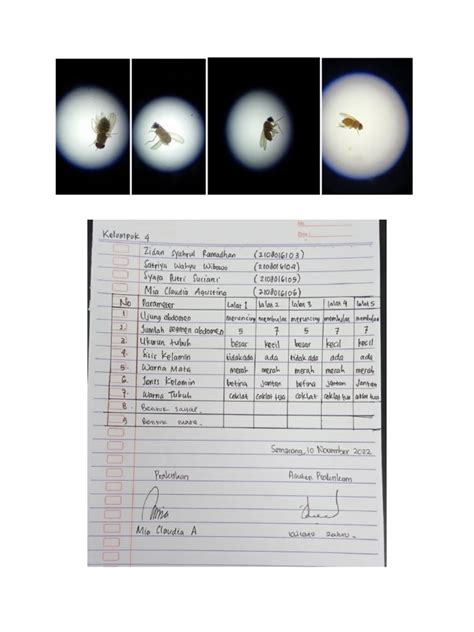 Lalat Buah | PDF