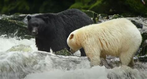 Albino Bears Are a Sight to Behold | Bear, Kermode bear, Albino