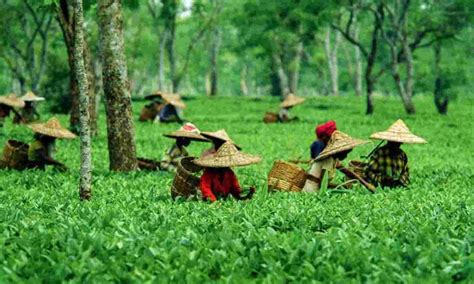 Assam hikes daily wages of tea garden workers by Rs 27 - EastMojo