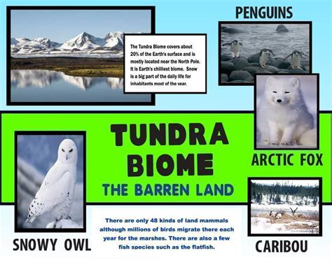 Make a Tundra Biome Poster | Science Poster Ideas | Biomes, Science poster, Tundra