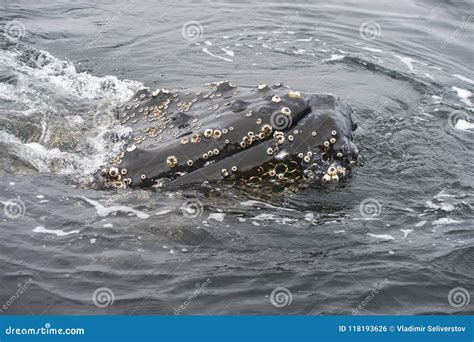 Humpback Whale close up stock photo. Image of mammal - 118193626