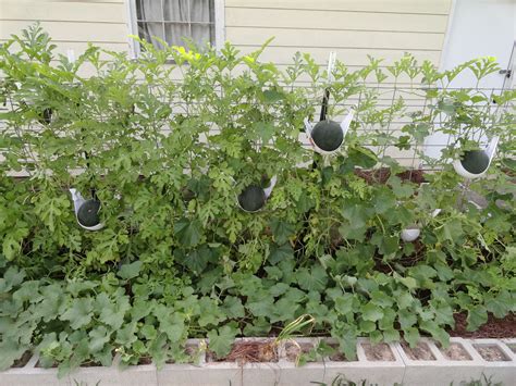 How To Grow Watermelon On A Trellis