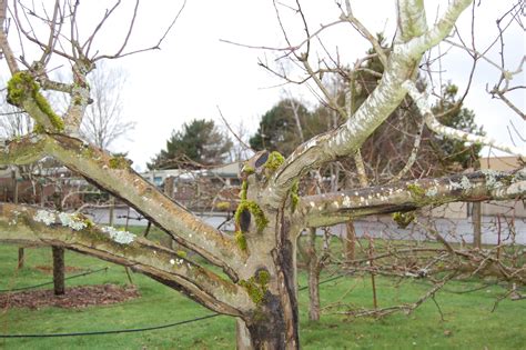 Pear and Apple Tree Pruning – On The Banks of Salt Creek