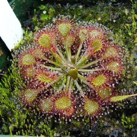 10 CARNIVOROUS SUNDEW PLANT Drosera Flower Seeds comb S/H - Etsy ...