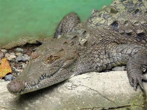 The 5 Main Differences Between Alligators and Crocodiles | Owlcation