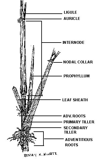 Below is a diagram showing the general featuresof the stems external ...