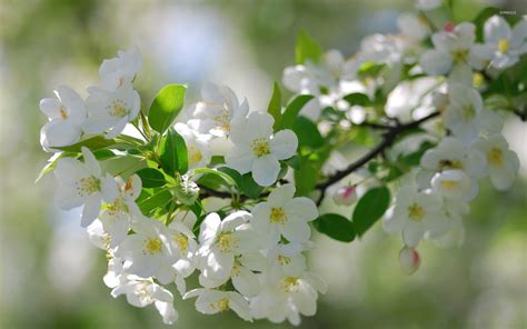 White blossoms [5] wallpaper - Flower wallpapers - #35624