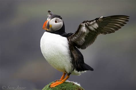 Atlantic puffin | Facts, pictures & more about Atlantic puffin