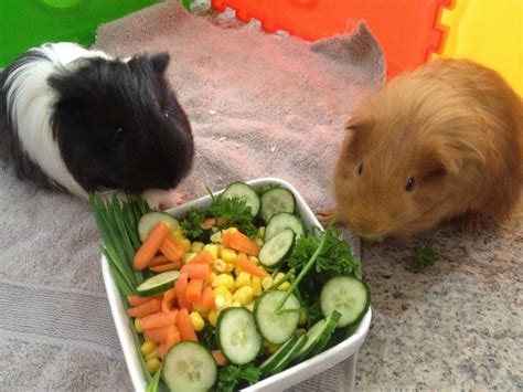 Guinea pig salad | Guinea pigs, Guinea, Pets 3