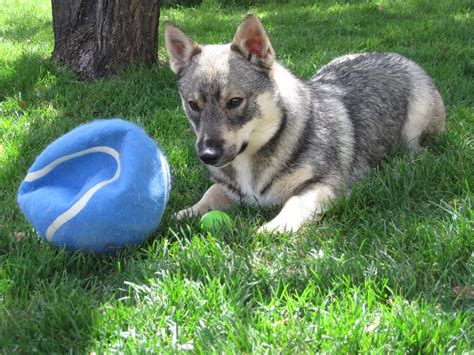 Best About Swedish Vallhund Dog Physical Features & Facts