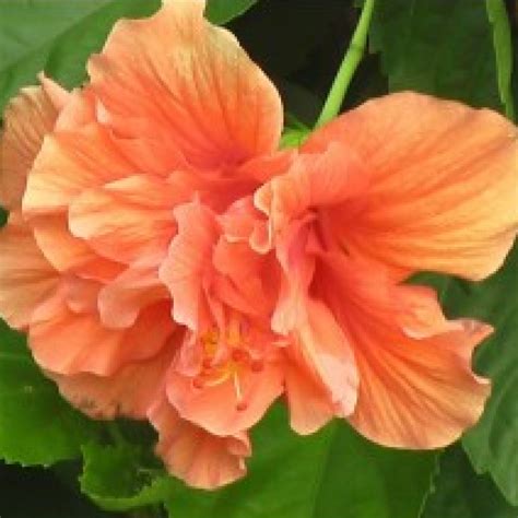 Buy Hibiscus Plant (Orange Double) online India at plantsguru.com