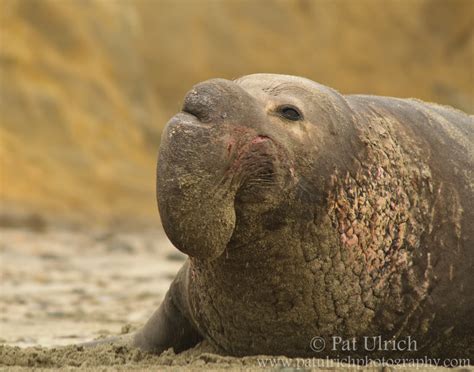 Wildlife Photography by Pat Ulrich | Elephant Seals | Big nose