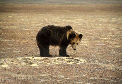 Tibetan Blue Bear - Ursus arctos pruinosus - Bears Of The World