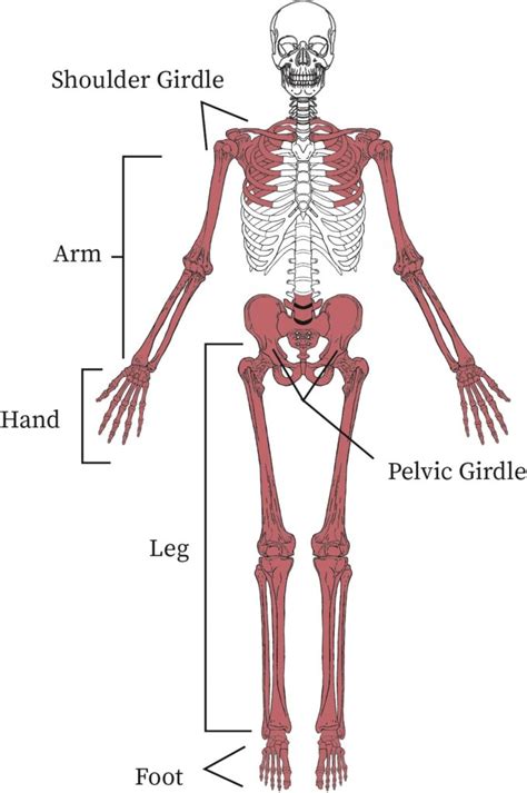 The Importance And Structure Of The Appendicular Skeleton Science Online | My XXX Hot Girl