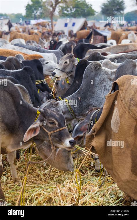 Nagaur Cattle Fair, Nagaur, Rajasthan, India Stock Photo - Alamy