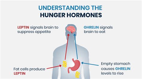 How to Control Hunger Hormones - The Perfect Workout