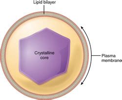 Peroxisomes and Lysosomes - Organelles in a Eukaryotic Cell