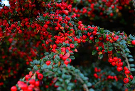 10 Best Evergreens for Privacy Screens and Hedges