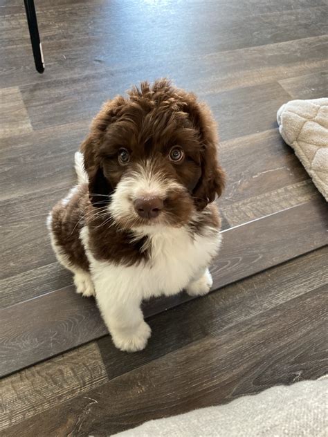 Newfypoo / NewfyDoodle Puppies. Newfoundland + Poodle cross