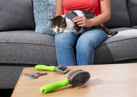 9 Best Cat Grooming Tools of 2024: Reviews & Top Picks - Catster