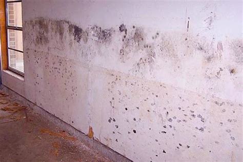 black mold health risks