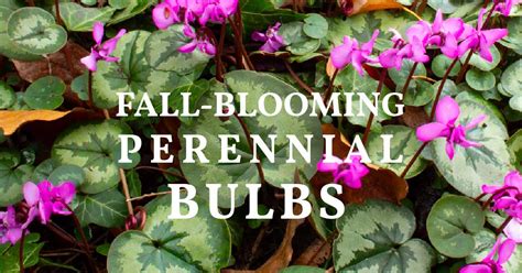 Fall Blooming Bulbs: Colorful Perennial Options — Empress of Dirt