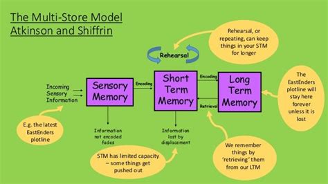 9 intro to multi-store model of memory