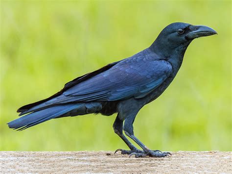 Do Crows Eat Mice? - Sonoma Birding