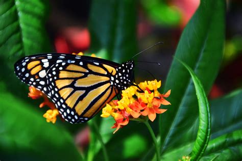 Monarch Butterfly Fact Sheet | Blog | Nature | PBS