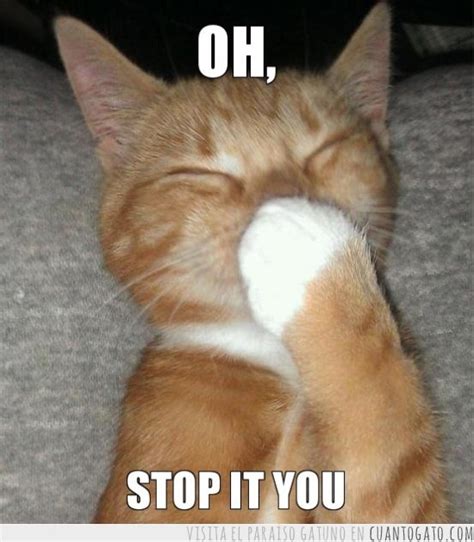 Oh, stop it you | Funny animals with captions, Funny cat memes, Funny animal memes