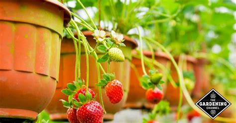 Winterizing Potted Strawberry Plants - Gardening Channel