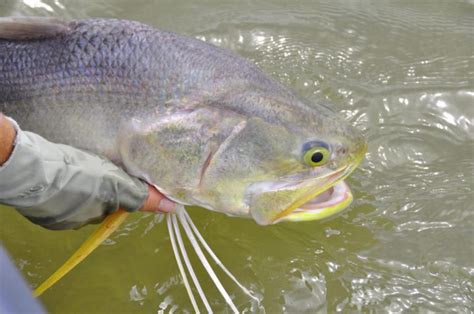 King Threadfin - a great light tackle sportfish! | Guided Fishing DownUnder