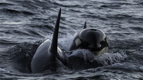 Overly Dependent Male Orcas Exact Long-Term Toll on Mothers » Explorersweb