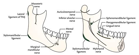 Easy Notes On 【Mandible】Learn in Just 4 Minutes!