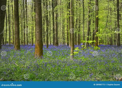 Bluebells Late April, Halle's Wood, Belgium Stock Photo - Image: 38988772