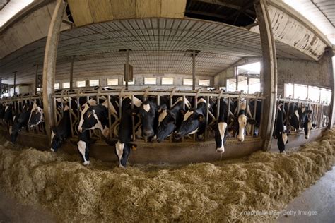 Factory Farming Increases the Risk of Pandemic Development