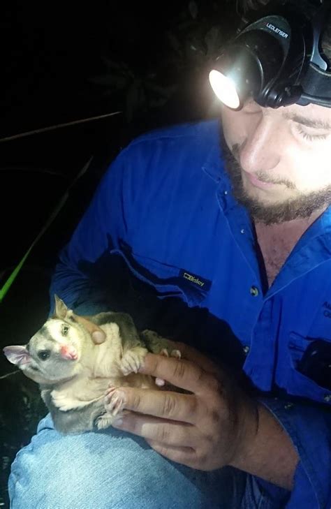 Mahogany glider images: Gliding possum photographed by Terrain NRM | Townsville Bulletin