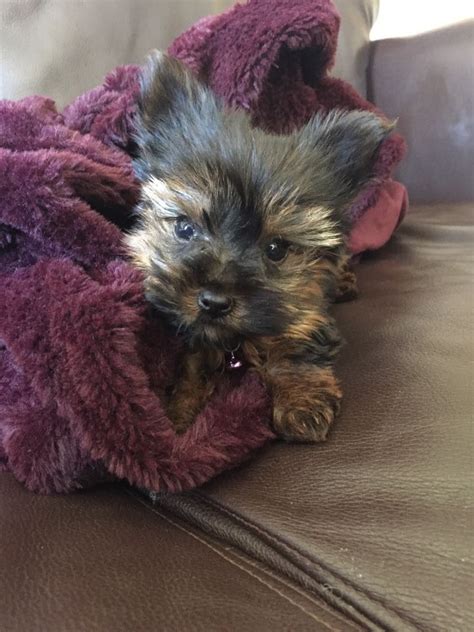 Amy. Our new little baby. Teacup Yorkie | Yorkie puppy, Yorkie, Teacup ...