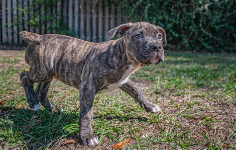 Female Brindle American Bully Puppy : r/AmericanBully