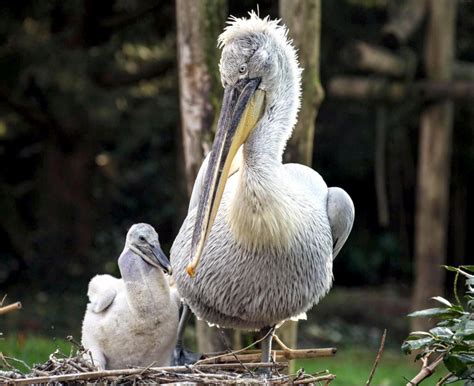 Dalmatian Pelican – "OCEAN TREASURES" Memorial Library